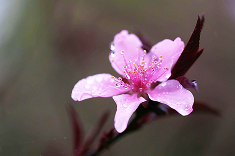 ◎ 圖為桃花蕊上掛滿了春雨水珠。(王珉 攝)