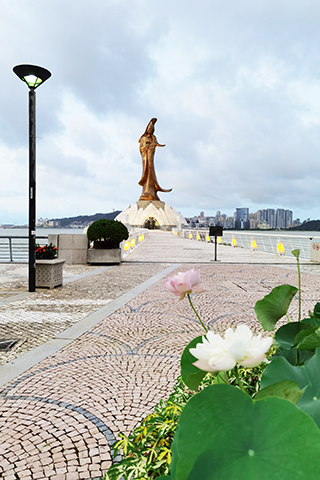 ◎ 觀音像前的美麗荷花。