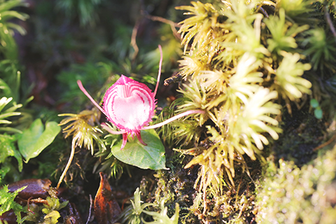◎ 圖為鎧蘭(七月十一日攝)。(新華社發 畢爭 攝)