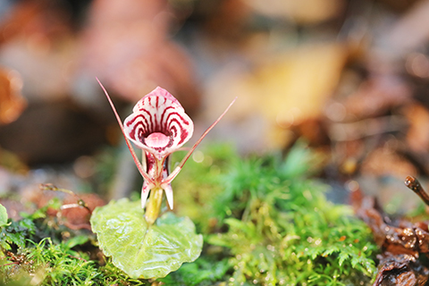 ◎ 圖為喜馬拉雅鎧蘭(七月十一日攝)。(新華社發 畢爭 攝)
