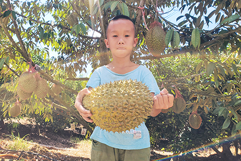 ◎ 八月九日,海南省保亭黎族苗族自治縣的華盛紅毛丹種植基地,小童展示榴蓮果實。基地負責人介紹,當初被當作景觀樹而種的掛果榴蓮樹,自去年首次成功掛果後又獲得收成,今年單株樹結出合格果實最多的超過二十個果。(中新社記者 王曉斌 攝)