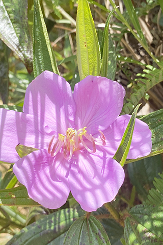 ◎ 芒萁在花朵印下的影子。