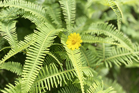 ◎ 萬綠叢中一點黃。