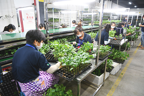 ◎ 在廈門百利種苗有限公司的嫁接癒合生產線上,工人們熟練地進行茄子嫁接育苗。(中新社記者王東明 攝)