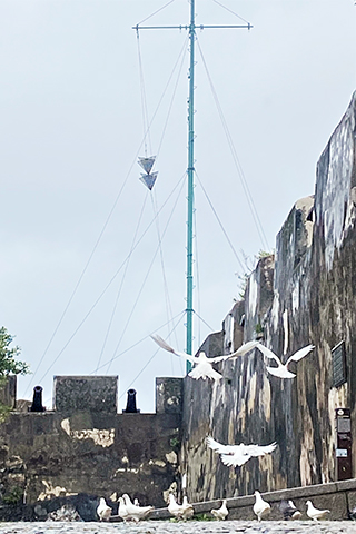 ◎ 迎「風」起舞。