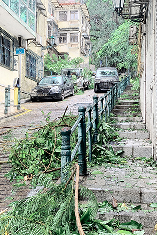 ◎ 满街樹葉(濾鏡效果)。