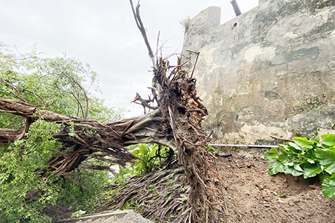 ◎ 大樹難敵十號強颱風,慘遭連根拔起。