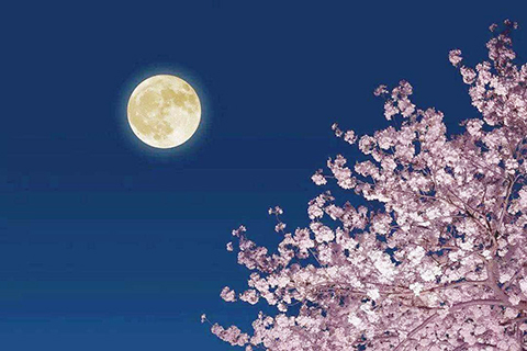 ◎ 花樹與秋夜相映成趣。