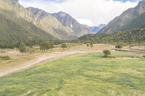 ◎ 在西藏林芝市米林縣裡龍鄉德吉新村,「力士.綠哈達行動」中種植的人工草場鬱鬱蔥蔥(九月十三日攝,無人機照片)。