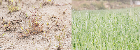 ◎ 拼版照片:左圖:九月十三日在西藏林芝市米林縣裡龍鄉德吉新村拍攝的村民早年播下的草籽目前的生長狀況;右圖:九月十三日拍攝的「力士.綠哈達行動」在德吉新村種植的人工飼草目前的長勢。(新華社記者 孫非 攝)