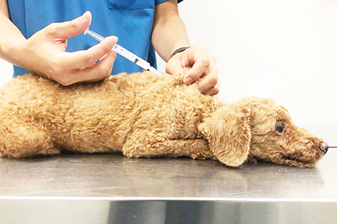 ◎ 市政署呼籲犬隻飼主關注預防狂犬病的重要性,定期為犬隻注射狂犬病疫苗。