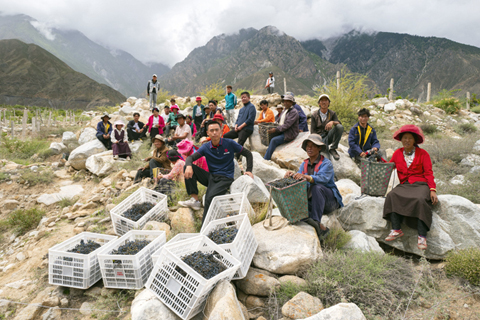 ◎ 中林卡鄉若巴村村民在萬畝葡萄園裡(9月13日攝)。(新華社記者 普布扎西攝)