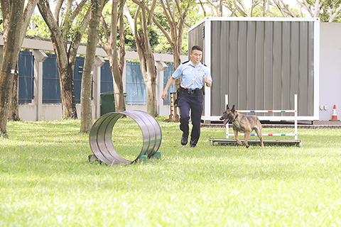 ◎ 香港警犬隊領犬員張仲然帶著警犬Loeska訓練(九月十日攝)。(新華社記者吳曉初 攝)