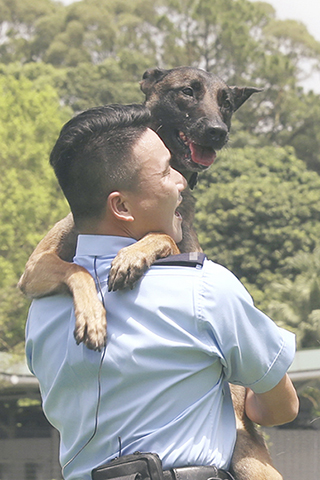 ◎ 香港警犬隊領犬員張仲然帶著警犬Loeska訓練(九月十日攝)。(新華社記者吳曉初 攝)