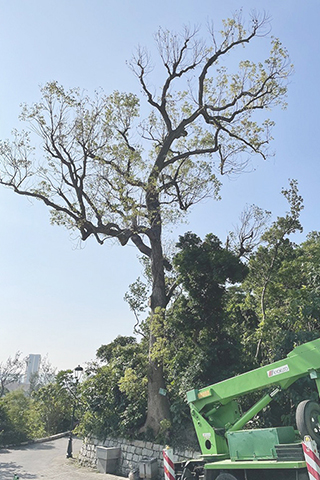 ◎ 市政署人員為古樟樹修剪枯枝。