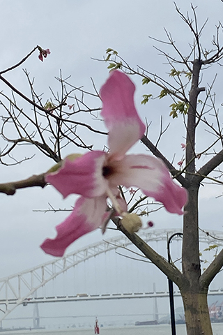 ◎ 花海長廊的異木棉盛放,背景是珠海橫琴二橋