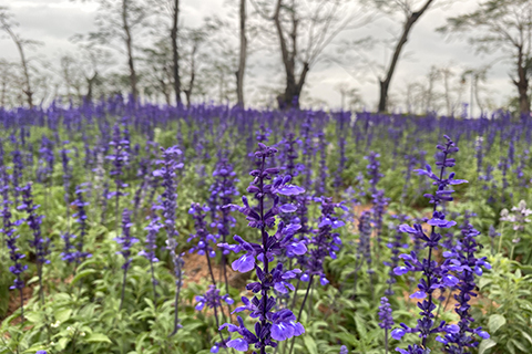 ◎ 成片的薰衣草