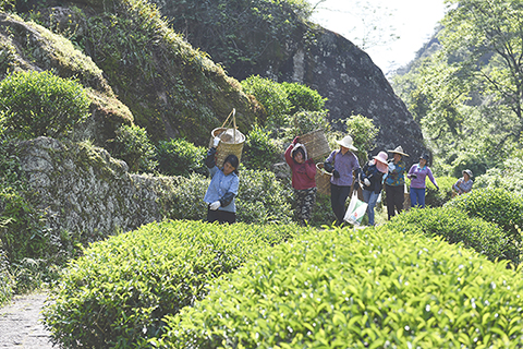 ◎ 二零二零年四月廿九日,在福建省武夷山岩茶核心產區,工人採茶後返回。
