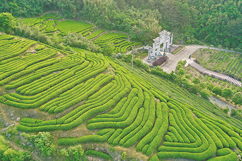 ◎ 這是二零二零年四月廿九日拍攝的福建省武夷山市星村鎮的生態茶園(無人機照片)。