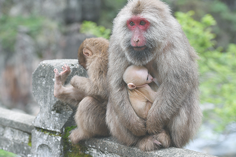 ◎ 這是二零二零年四月一日拍攝的武夷山國家公園內的野生獼猴。