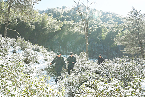 ◎ 一月八日,工作人員雪後在武夷山國家公園桐木關附近巡山。