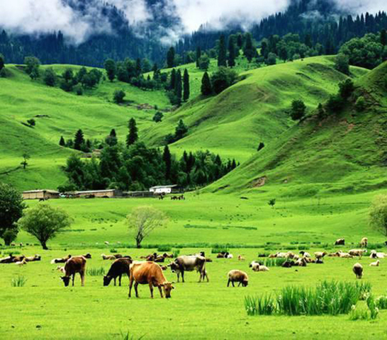 ◎ 位於阿根廷中部的潘帕斯草原。(網上圖片)