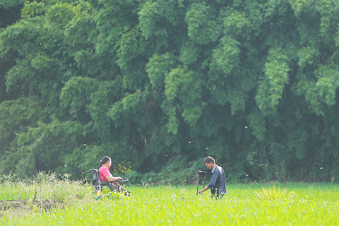 ◎ 本月十一日,袁長明夫婦在田間除草。