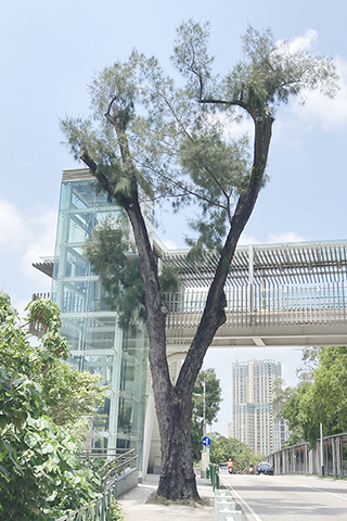 ◎ 一木麻黃樹遭白蟻蝕至中空須移除。