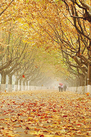 圖為法國梧桐。(網上圖片)