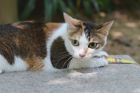 花貓的後代還是很像母體,眼珠溜圓有神,鼻子紅嘟嘟宛如櫻桃。