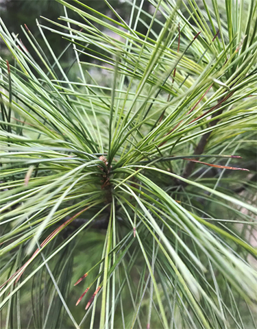 新的松針取代了舊的,像剛出水似的,又像美顏過一般,清爽怡人。