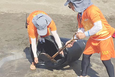 　◎ 救生員協助清理灘面的垃圾和死魚。