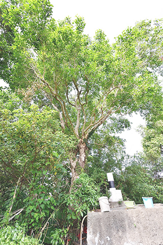 ◎ 位於青洲山的一株海南蒲桃古樹。