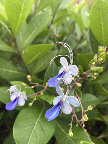 盛開的藍蝴蝶