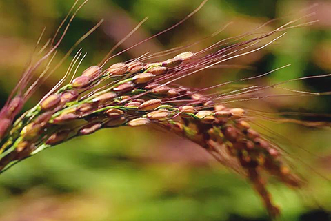 圖為胭脂稻(網上圖片)。