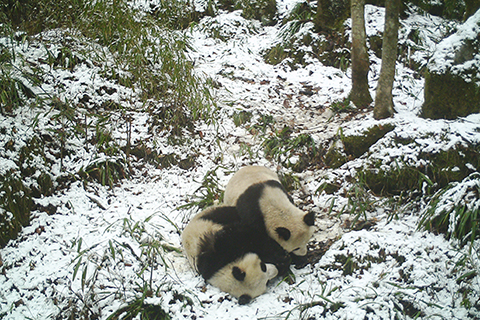 紅外相機拍攝到的一對野生大熊貓母子（2020年1月5日攝）。（新華社發 大熊貓國家公園長青管理分局供圖）