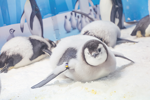 ◎ 珠海長隆成功繁育的南極帝企鵝。