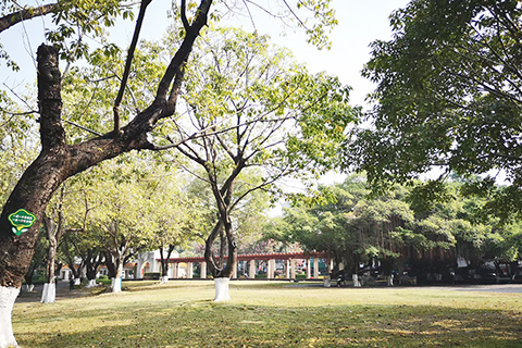 公園內大片林蔭草玶
