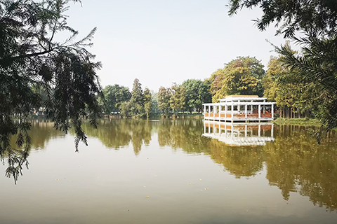 湖畔大片開始變紅的水杉