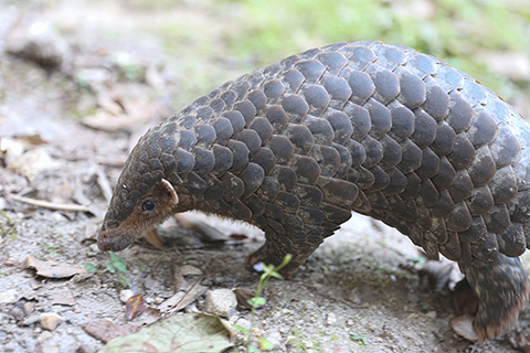 這是2019年8月26日在錢江源國家公園體制試點區拍攝的國家一級保護動物穿山甲。(新華社發)