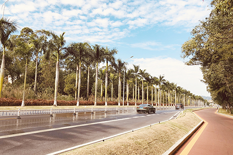 公路兩旁的椰林大道下,設有單車徑。