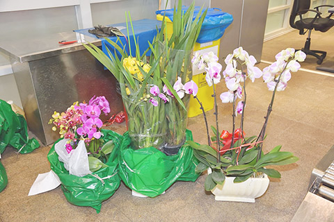 ◎ 移交海關跟進的瀕危植物。