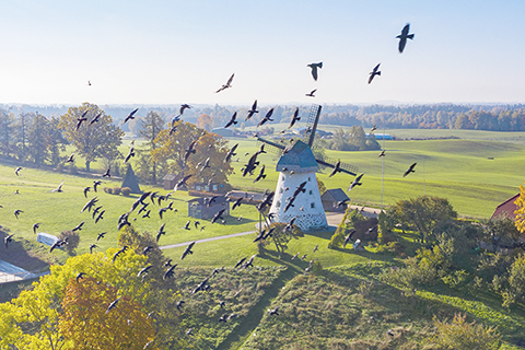 　◎ 鳥兒從拉脫維亞採西斯的空中飛過（航拍照片）。
