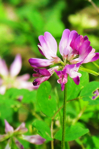紅花草也叫紫雲英