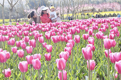 ◎ 三月八日,遊客在四川省廣安市岳池縣銀城花海觀賞鬱金香。新華社發(張啟富 攝)
