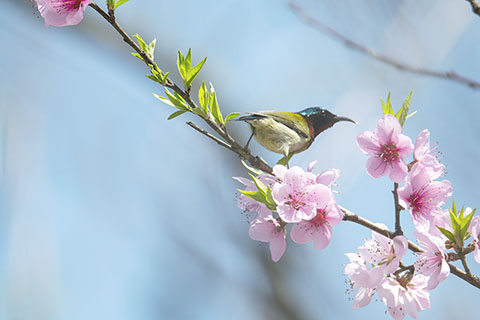 ◎ 三月八日,在貴州省從江縣丙梅街道鑾里村,一隻小鳥在桃花枝頭停留。新華社發(吳德軍 攝)