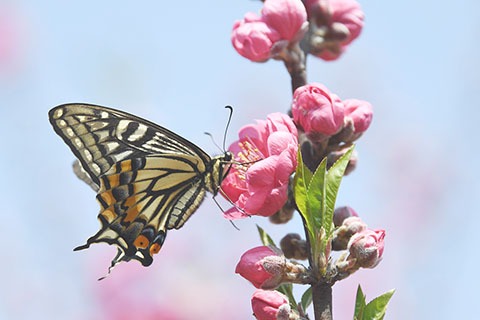 ◎ 三月八日,在廣西河池市羅城仫佬族自治縣天河鎮彩虹谷桃花園裏拍攝的蝶戀花。新華社發(韋如代 攝)
