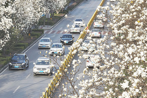 ◎ 三月八日,湖北襄陽古城西街的白玉蘭迎春綻放(無人機照片)。新華社發(楊東 攝)