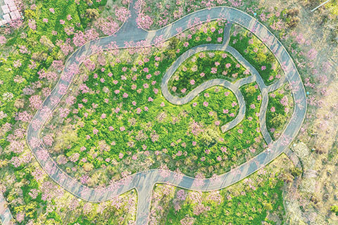 ◎ 這是三月八日在浙江省湖州市長興太湖龍之夢東方盆景園拍攝的滿園盛放的梅花(無人機照片)。新華社發(伊凡 攝)