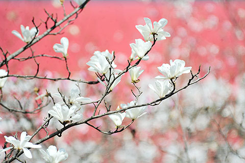 ◎ 這是三月八日在長江西陵峽湖北省宜昌市夷陵區樂天溪段江岸拍攝的競相綻放的玉蘭花。新華社發(張國榮攝)